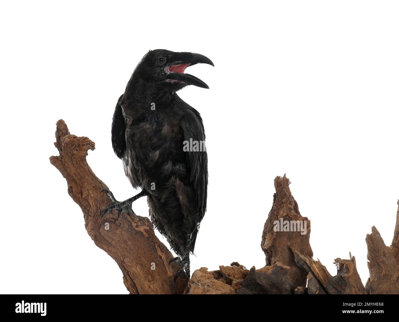 Raven on tree stump hi-res stock photography and images - Alamy