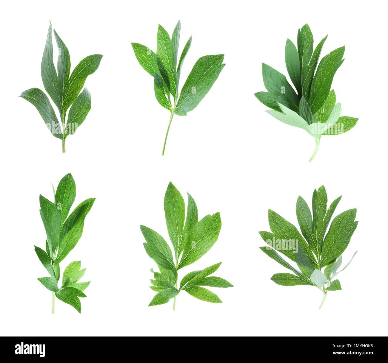 Set of green peony leaves on white background Stock Photo - Alamy