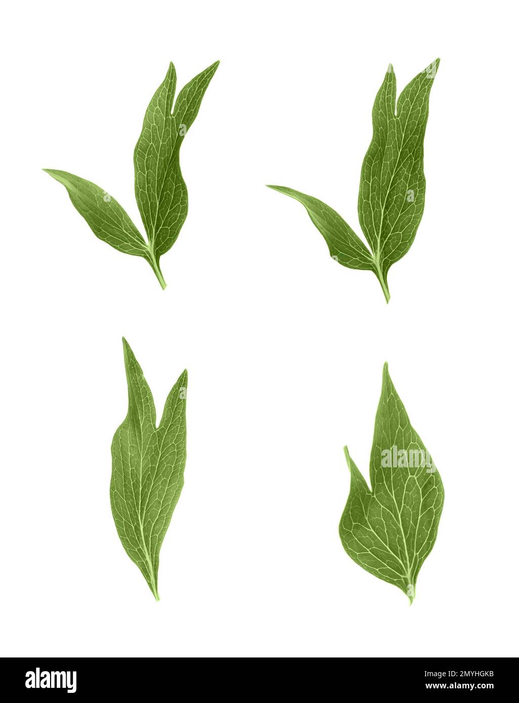 Set of green peony leaves on white background Stock Photo - Alamy