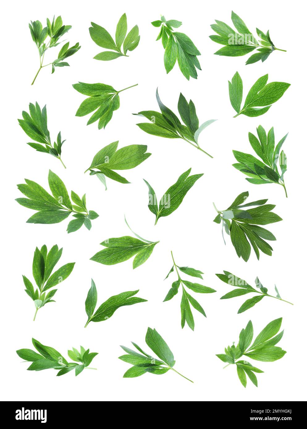 Set of green peony leaves on white background Stock Photo - Alamy
