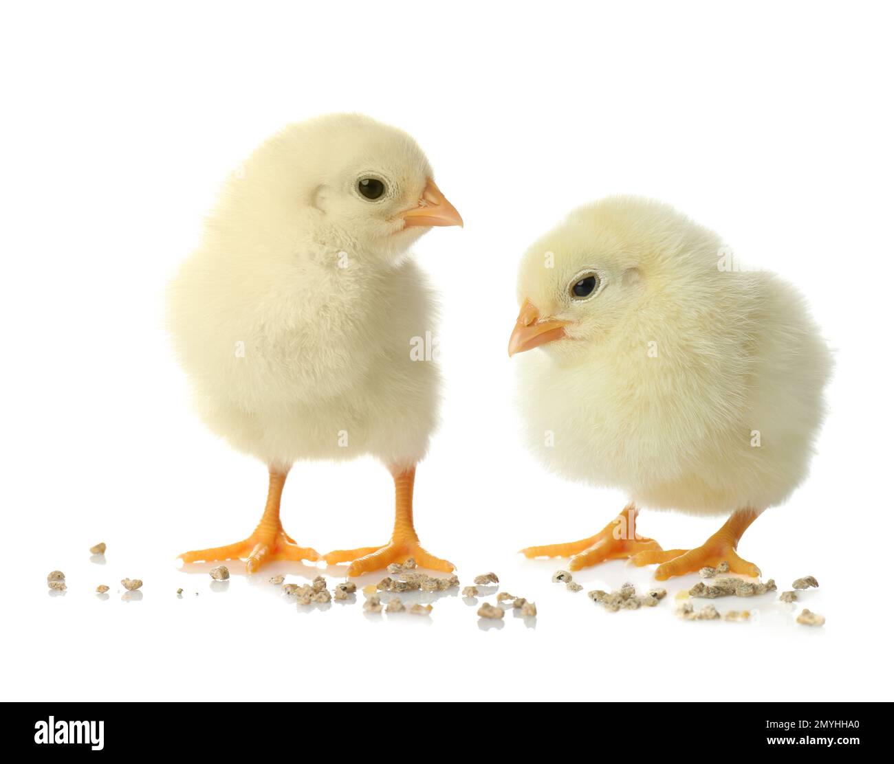 Two cute fluffy chickens on white background Stock Photo