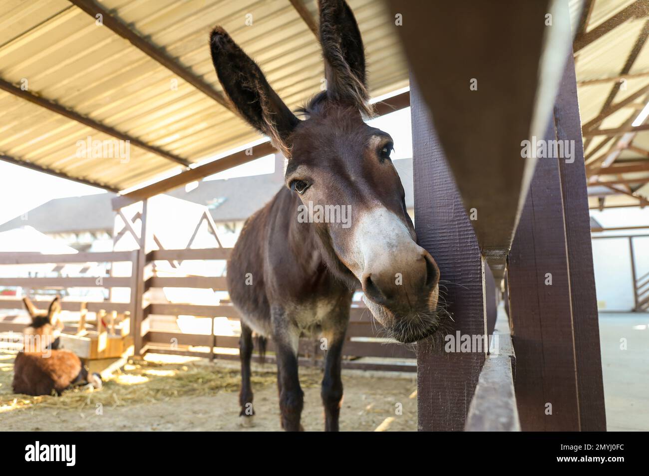 Cute funny donkey on farm. Animal husbandry Stock Photo Alamy