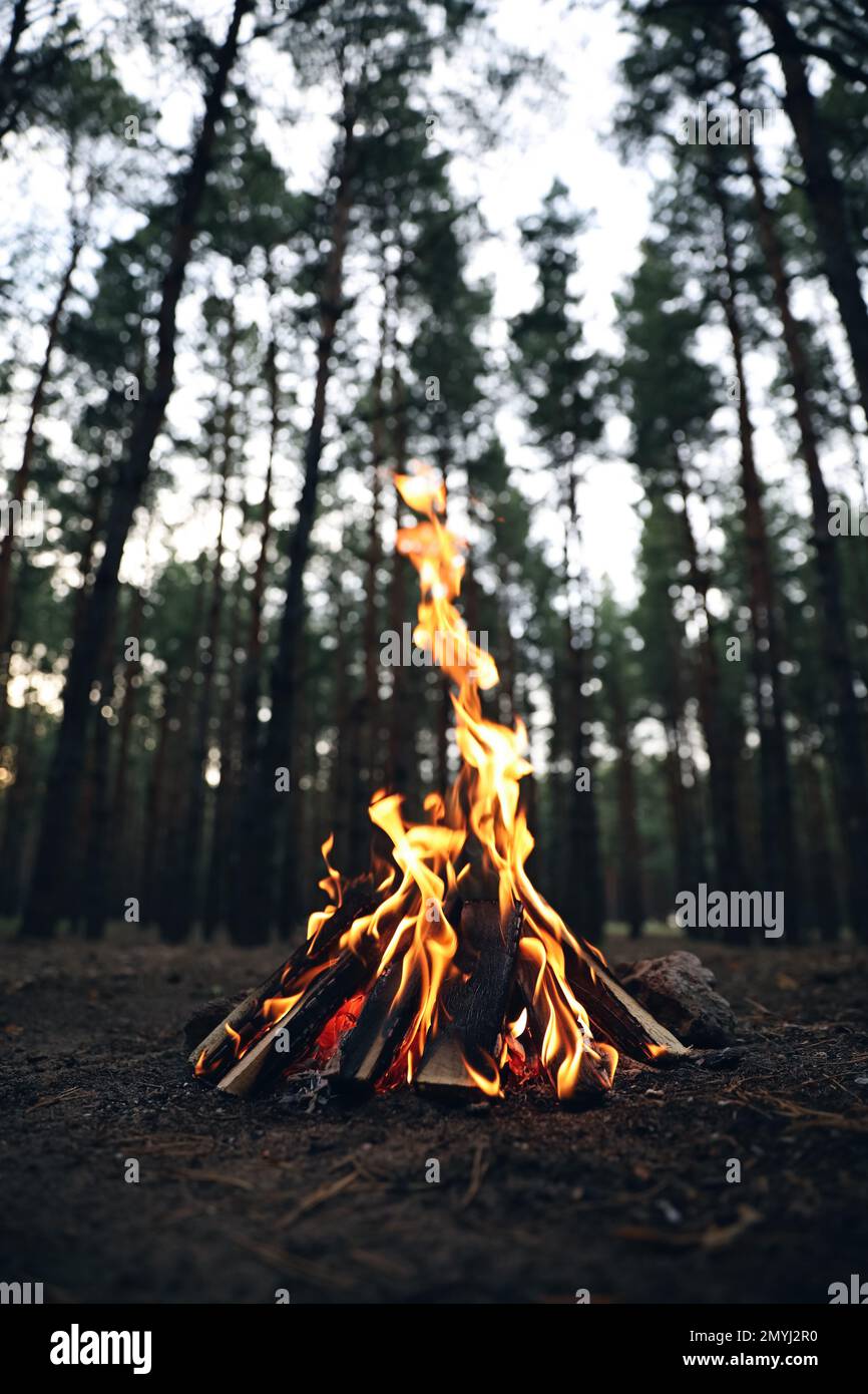 Beautiful bonfire with burning firewood in forest Stock Photo