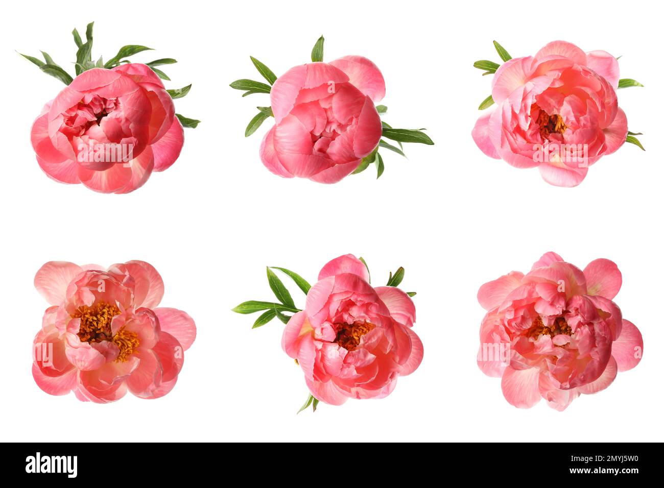 Vector floral letter, capital character X. Botanical monogram. Pink,  maroon, coral color flowers Stock Vector Image & Art - Alamy