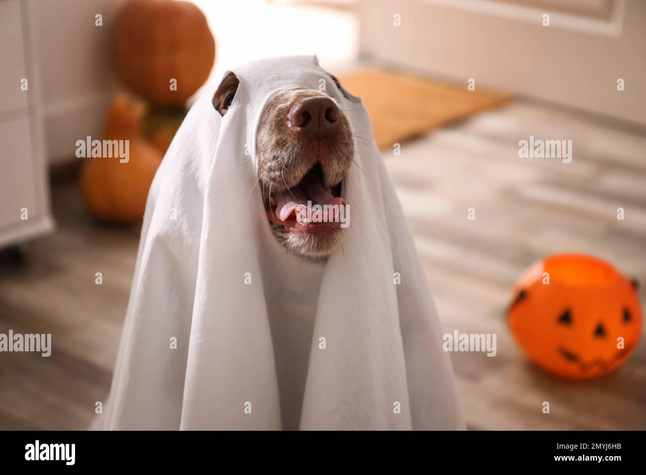Adorable English Cocker Spaniel dressed as ghost at home. Halloween