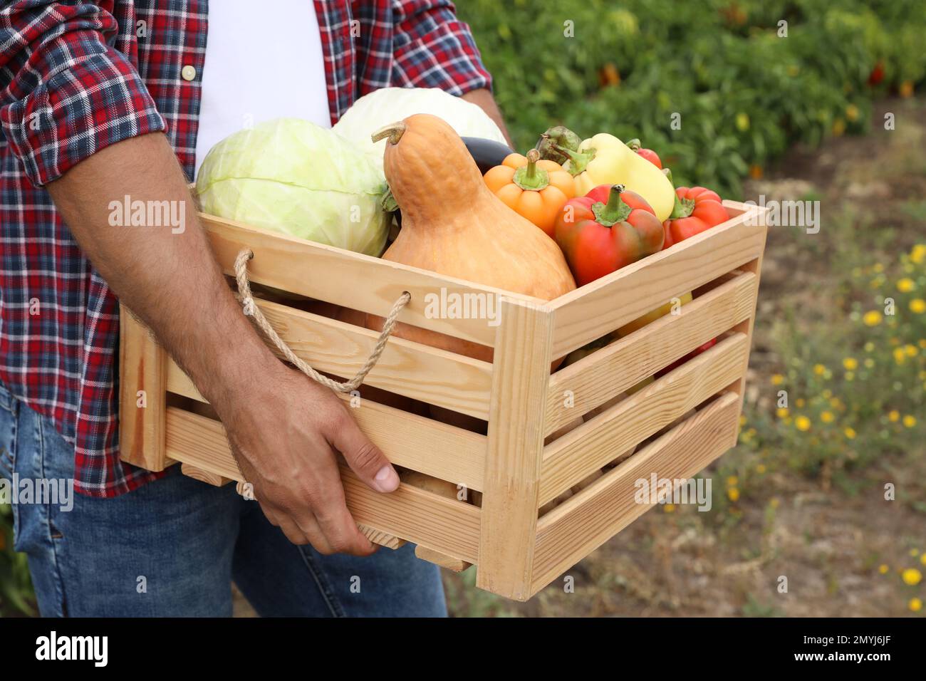 Farmer with wooden crate full of different vegetables in field, closeup ...