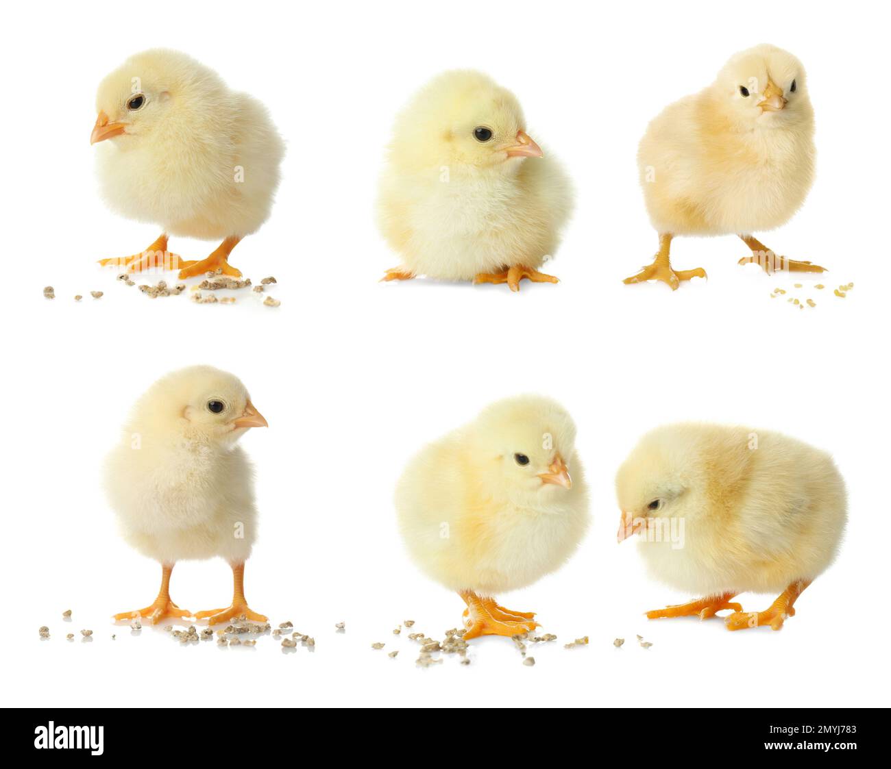 Collage with cute fluffy chickens on white background. Farm animals Stock Photo