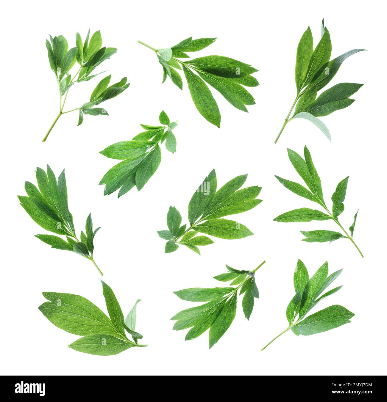 Set of green peony leaves on white background Stock Photo - Alamy