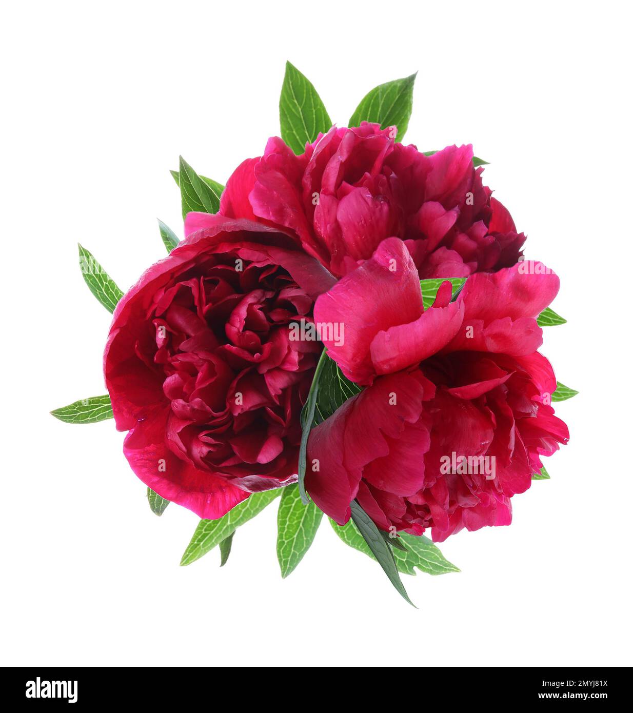 Beautiful peony flower bouquet on white background Stock Photo - Alamy