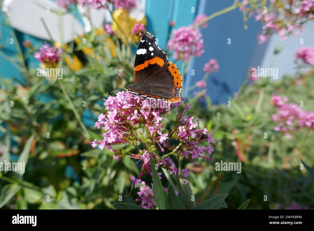 Environmental scene with orange butterfly on pink flowers Stock Photo