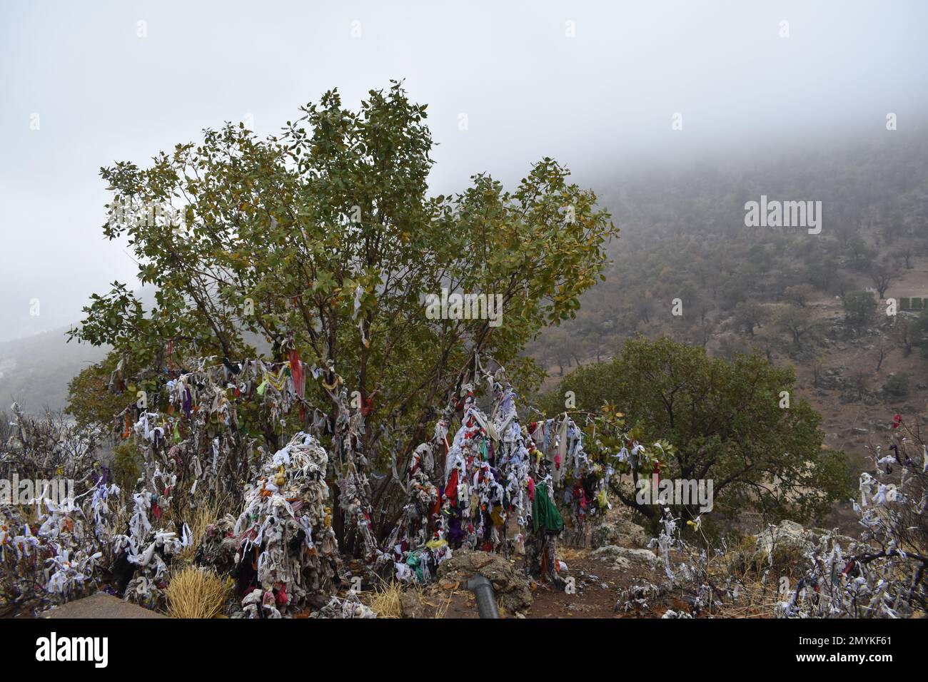 Knotted prayer clothes hanging from a tree at Lalish holy temple, the most holy site of the Yazidi religion, in Iraqi Kurdistan Stock Photo