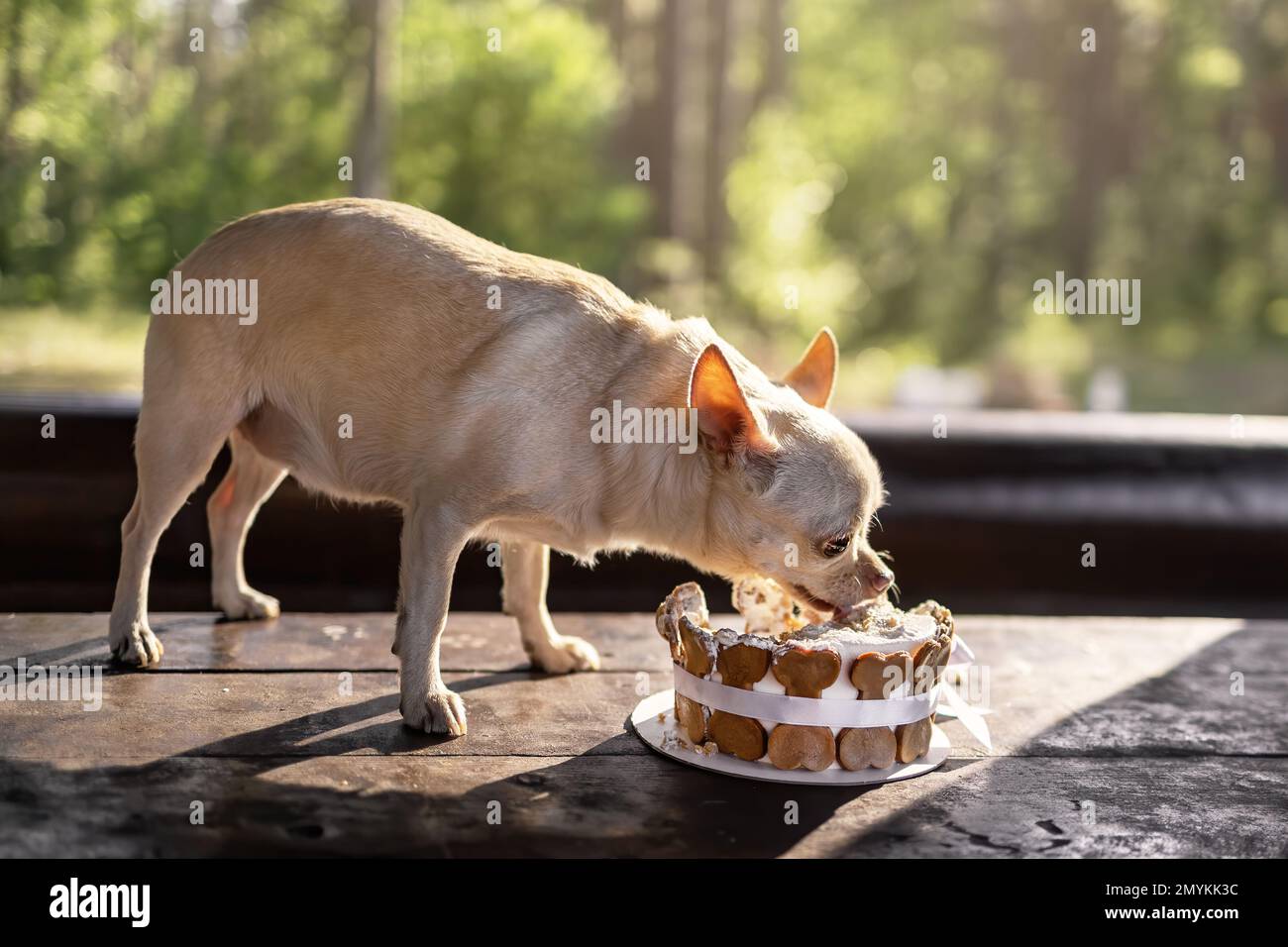 Funny old dog of chihuahua breed standing on wooden table and eating birthday cake at summer nature Stock Photo