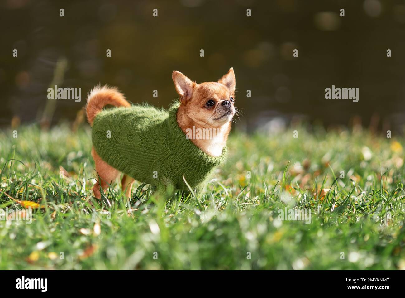 Cute little chihuahua dog walking on green grass wearing green knitted