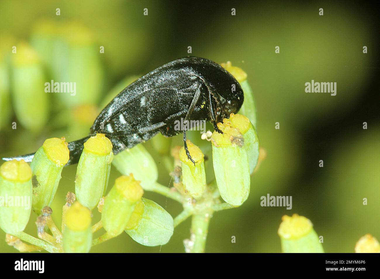 Tumbling flower beetle (Hoshihanamonia antarctica) or Mordella sp.? Stock Photo