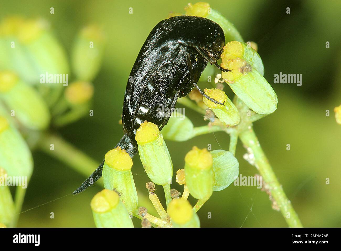 Tumbling flower beetle (Hoshihanamonia antarctica) or Mordella sp.? Stock Photo