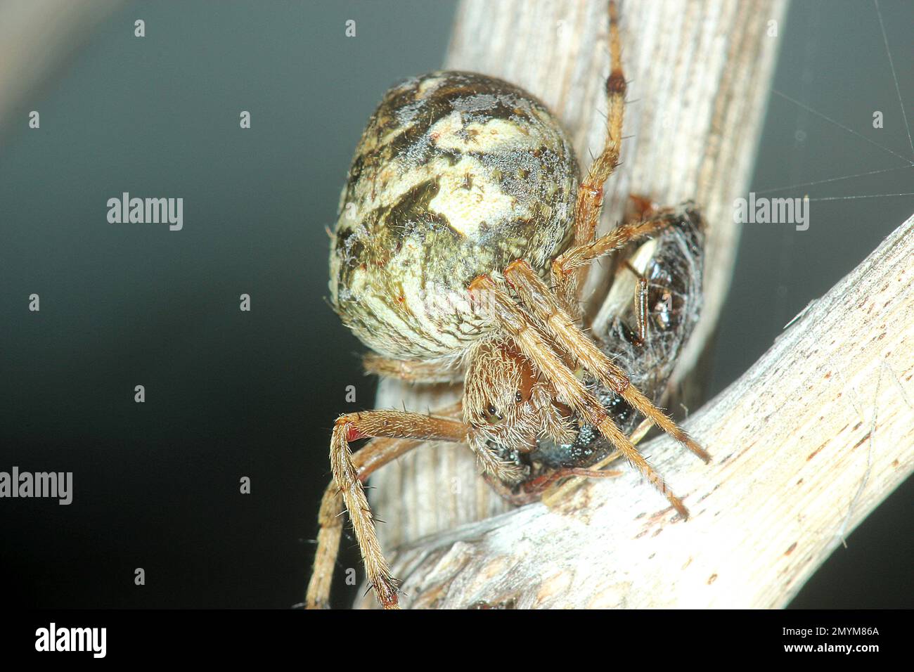 Predating Sooty orbweb hi-res stock photography and images - Alamy