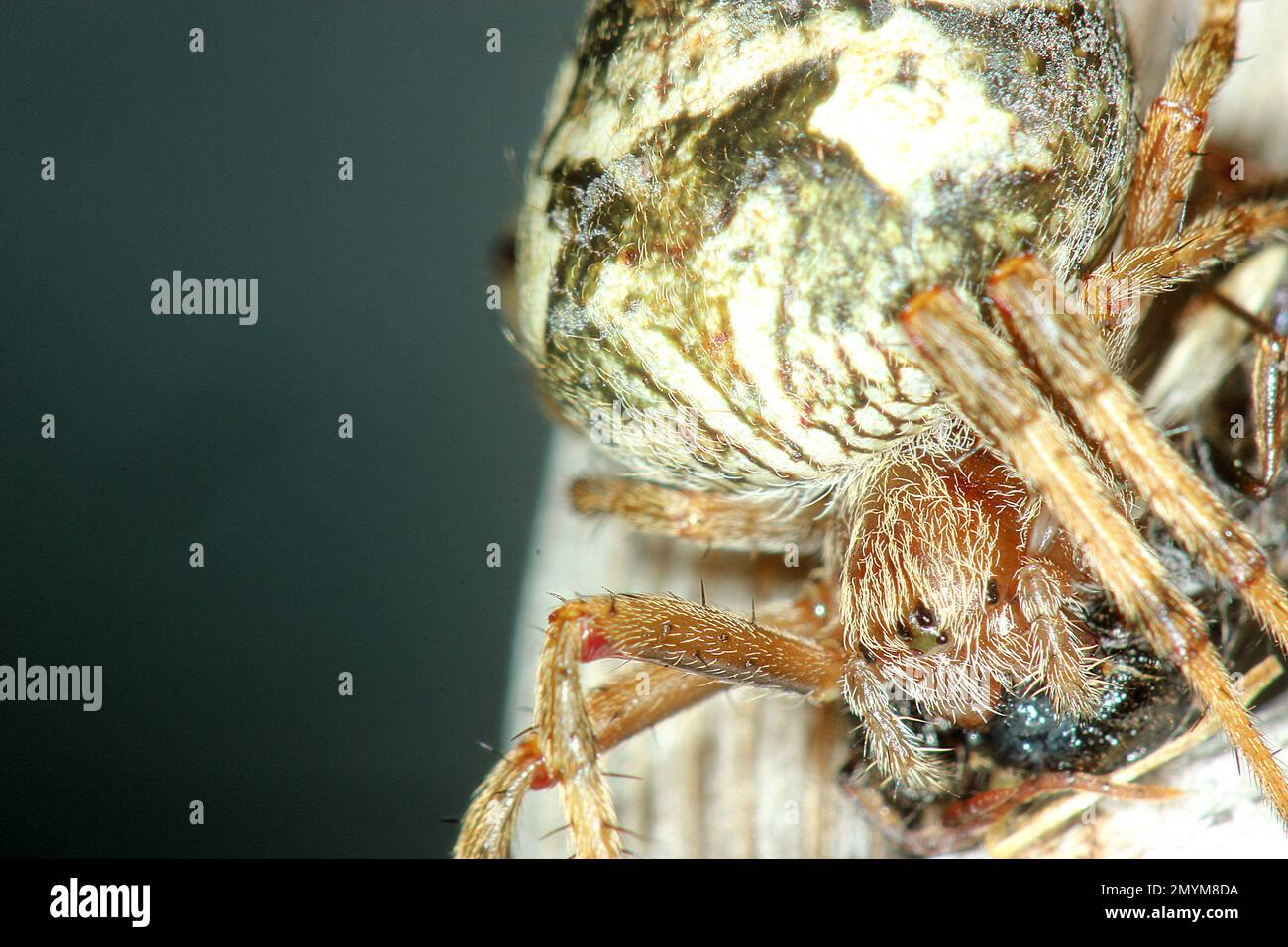 Predating Sooty orbweb spider (Salsa fuliginosa) predating a fly Stock Photo - Alamy