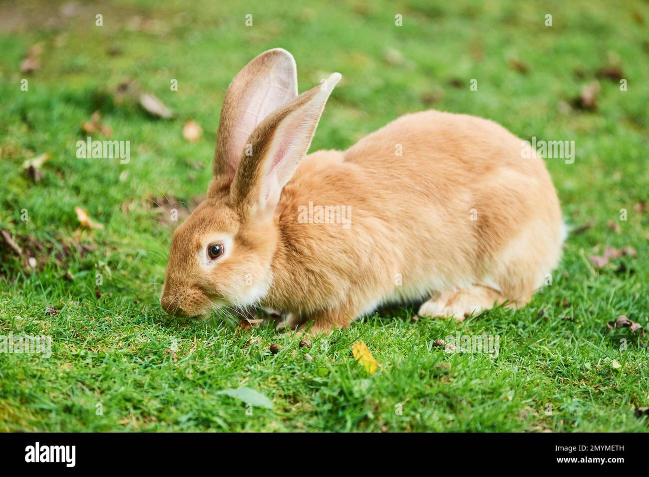 Domesticated rabbit (Oryctolagus cuniculus forma domestica) on a meadow ...