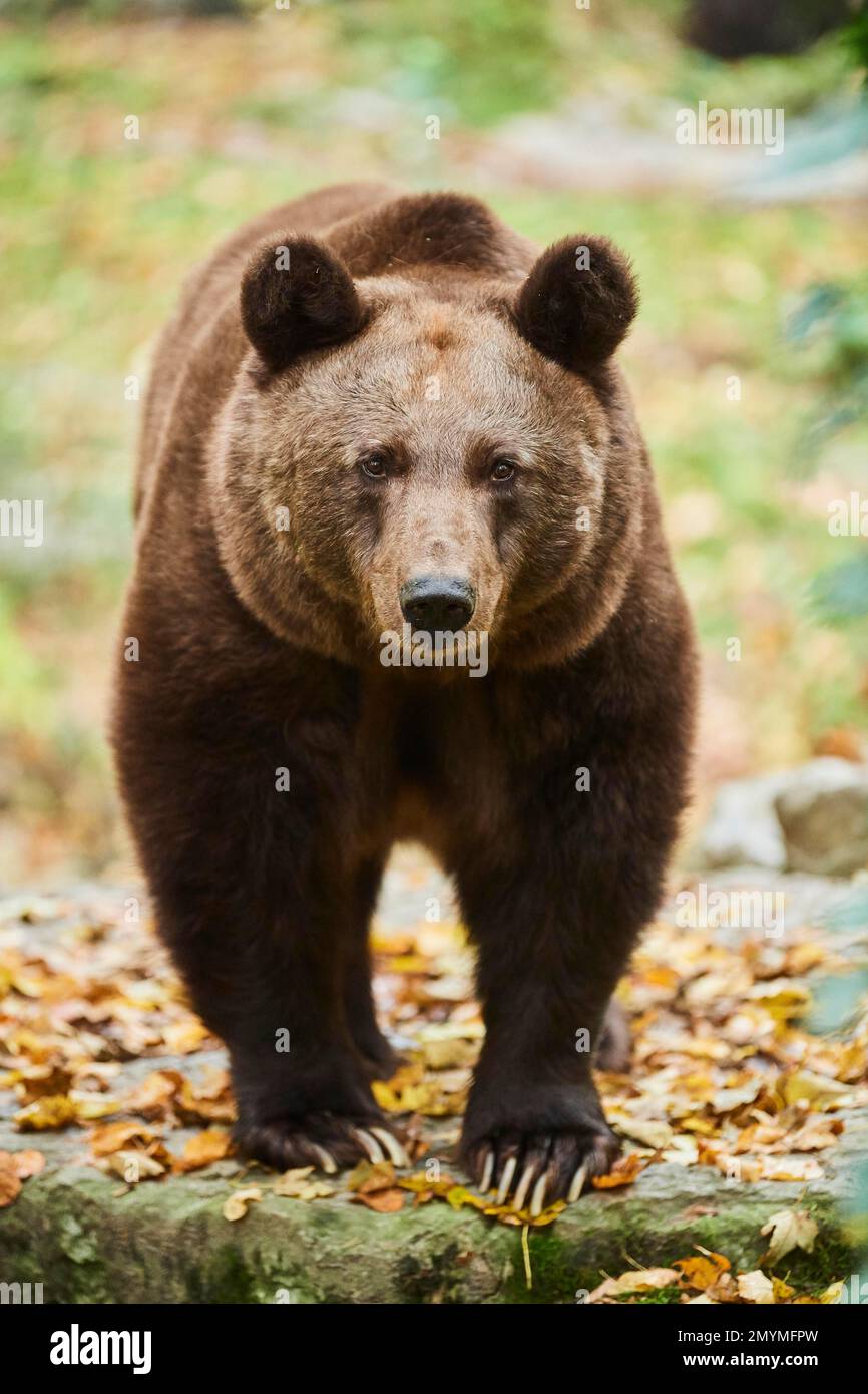 Brown bear ursus arctos standing on a rock hi-res stock photography and ...