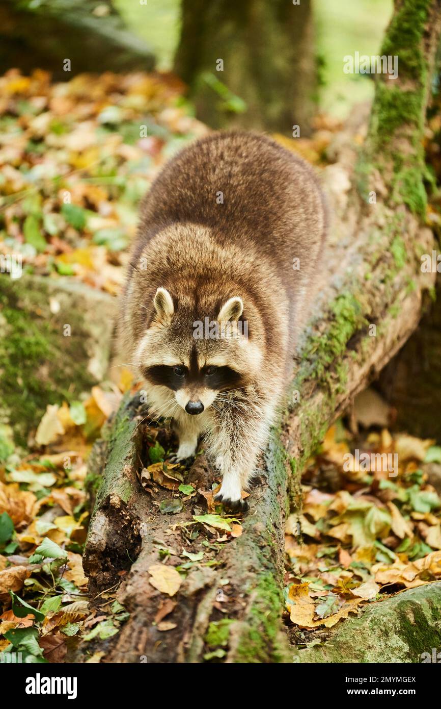 Common raccoon (Procyon lotor), walking, Bavaria, Germany, Europe Stock Photo