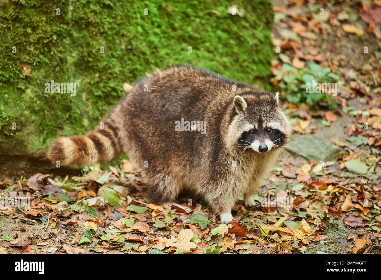 Common raccoon (Procyon lotor), standing, Bavaria, Germany, Europe ...