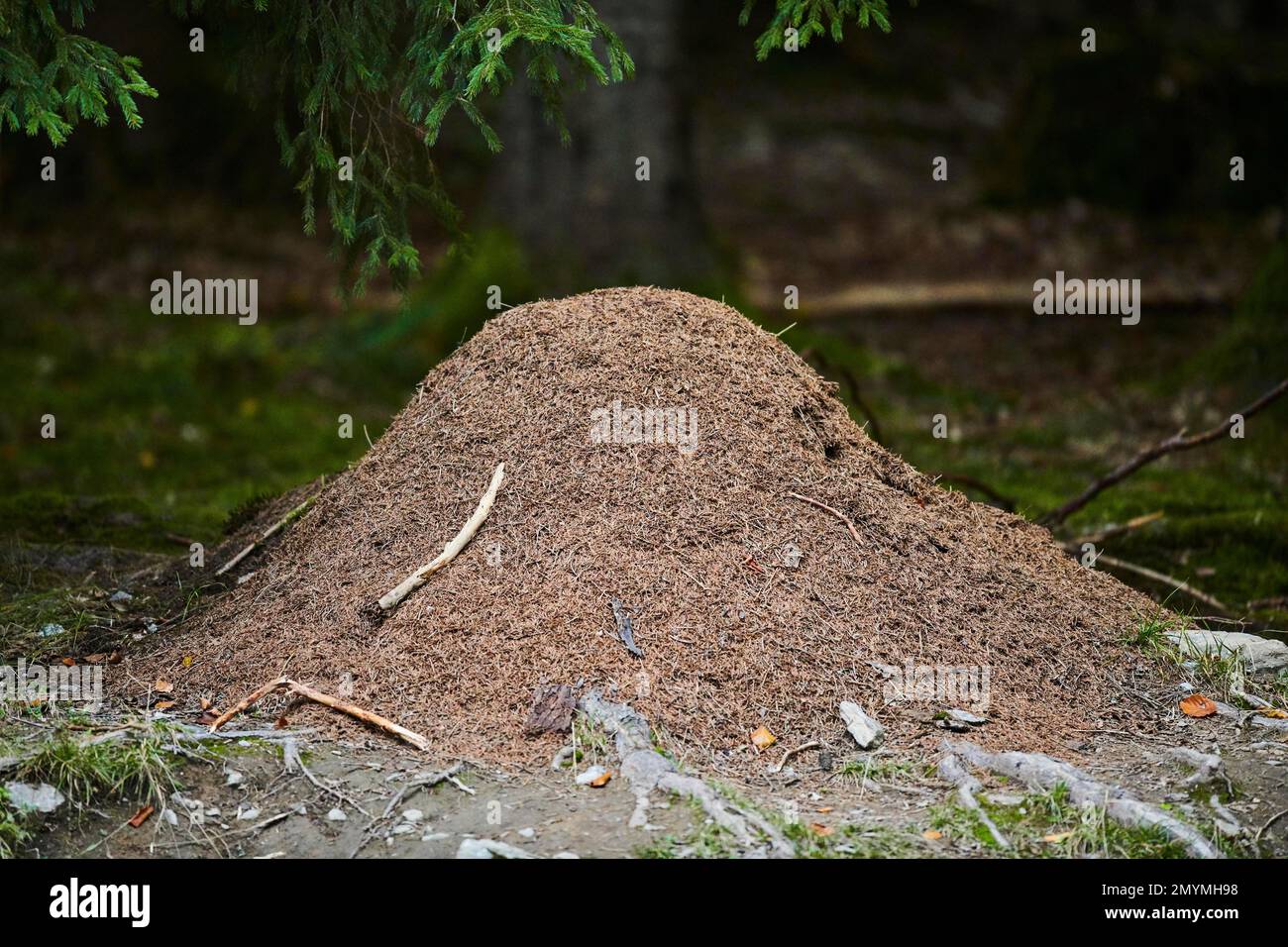 Wood ants (Formica rufa) anthill in a forest, Bavaria, Germany, Europe