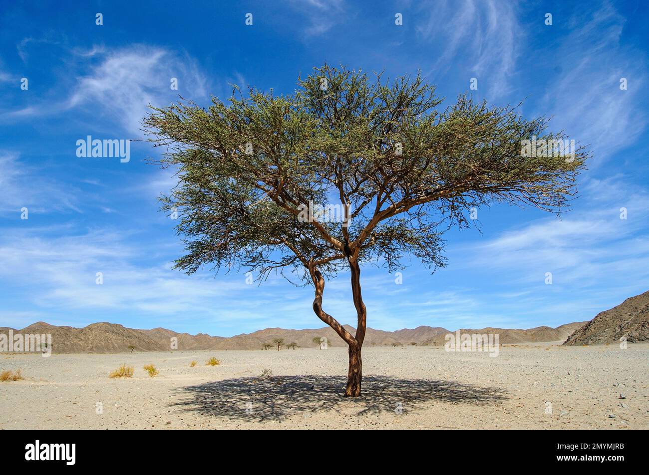 Single camelthorn tree (Acacia erioloba), growing in parched dry wadi