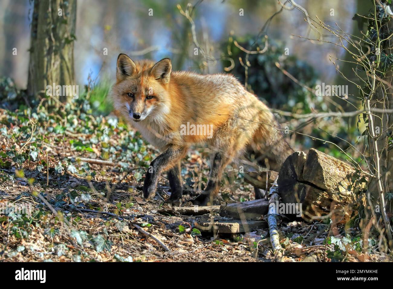 Red fox (Vulpes vulpes) running in the forest, Warstein, North Rhine-Westphalia, Germany ...