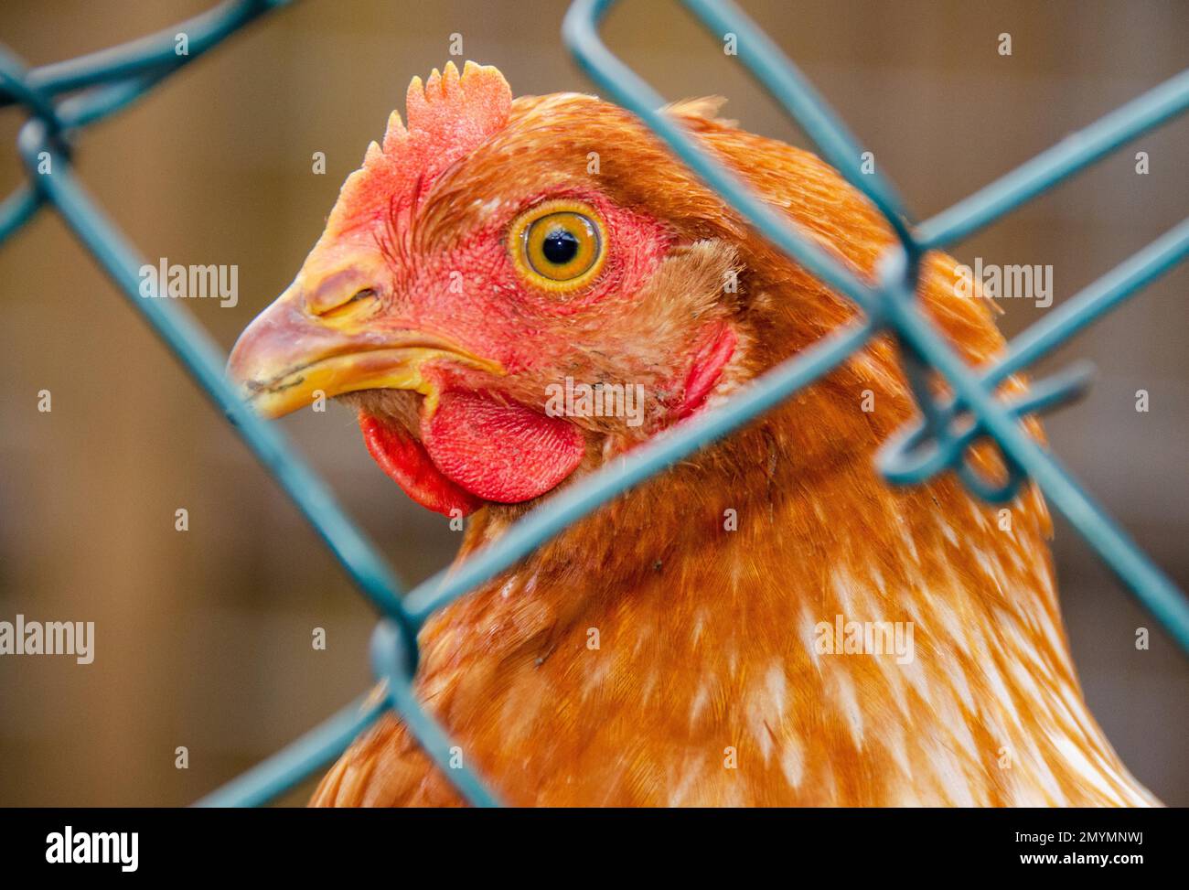 Chicken fenced in because bird flu, chicken, domestic chicken, bird