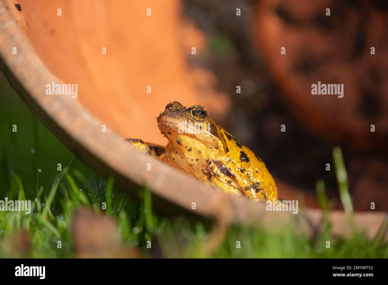 Common frog (Rana temporaria) in a flower pot, Suffolk, England, United Kingdom, Europe Stock