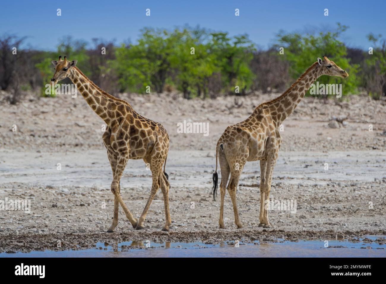 Two angolan giraffes (Giraffa camelopardalis angolensis) at a waterhole, Etosha National Park, Namibia, Africa Stock Photo
