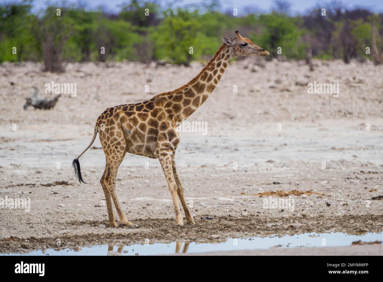 Angolan giraffe (Giraffa camelopardalis angolensis) at a waterhole, Etosha National Park, Namibia, Africa Stock Photo