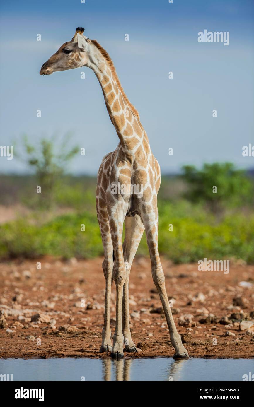 Angolan giraffe (Giraffa camelopardalis angolensis) drinking at a waterhole, Etosha National Park, Namibia, Africa Stock Photo