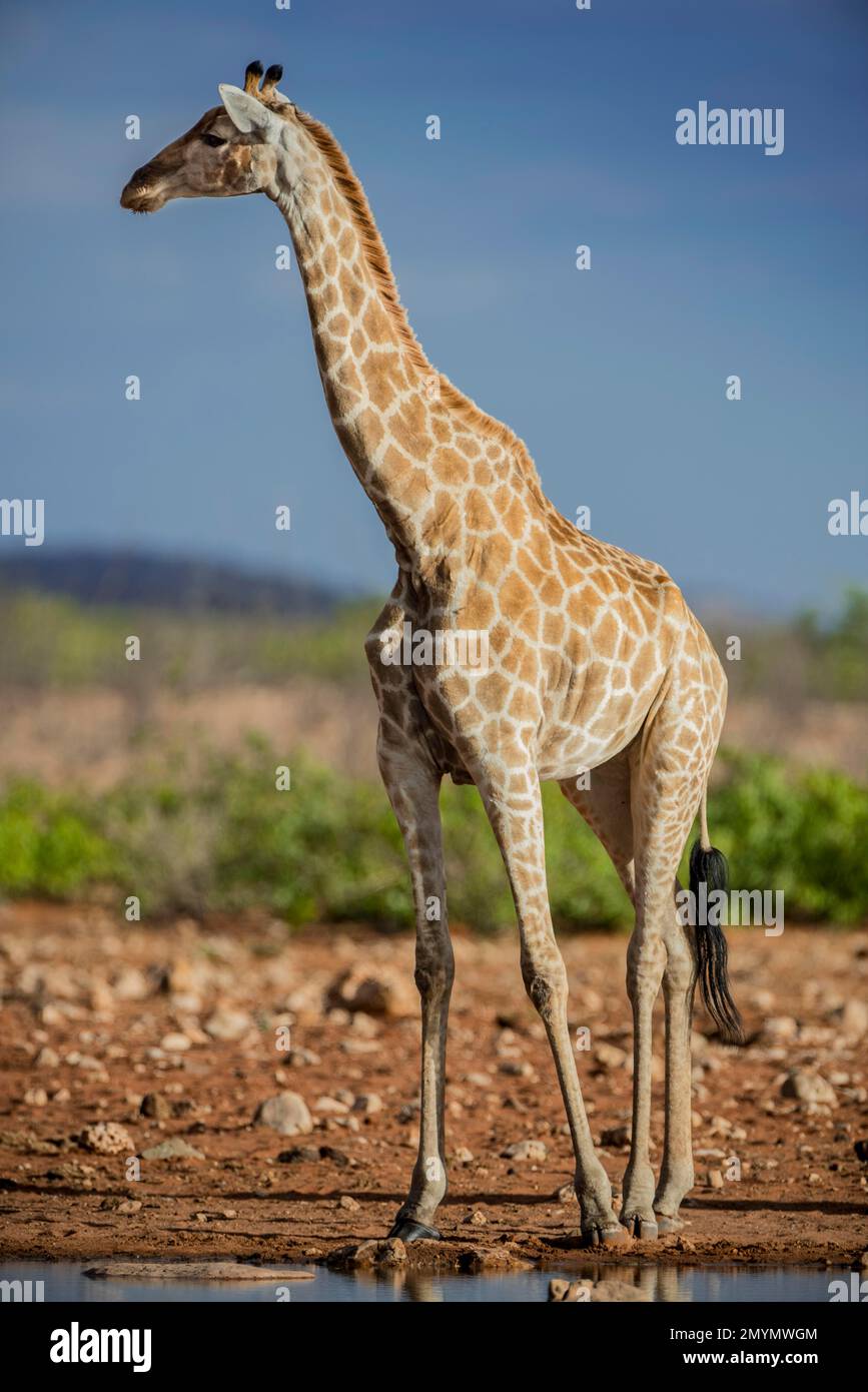 Angolan giraffe (Giraffa camelopardalis angolensis) at a waterhole, Etosha National Park, Namibia, Africa Stock Photo