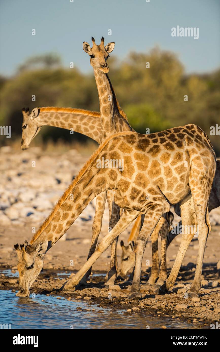 Angolan giraffes (Giraffa camelopardalis angolensis) drinking at a waterhole, Etosha National Park, Namibia, Africa Stock Photo