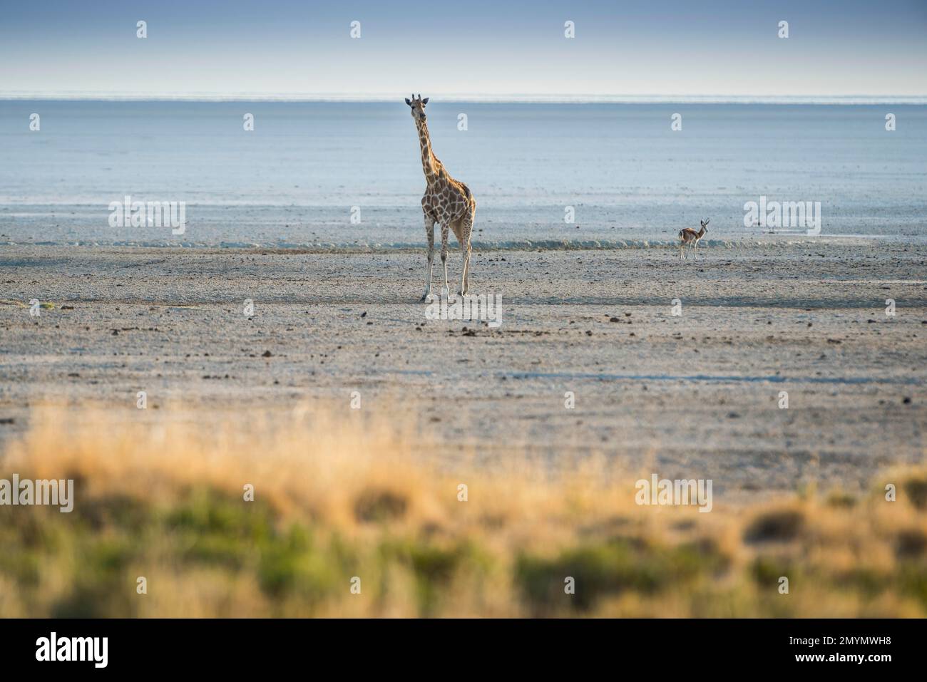 Angolan giraffe (Giraffa camelopardalis angolensis) at the edge of the salt pan, Etosha National Park, Namibia, Africa Stock Photo
