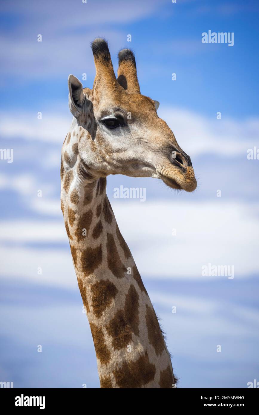 Angolan giraffe (Giraffa camelopardalis angolensis), Etosha National Park, Namibia, Africa Stock Photo