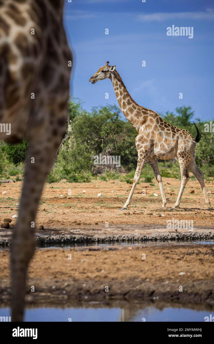Angolan giraffes (Giraffa camelopardalis angolensis) at a waterhole, Etosha National Park, Namibia, Africa Stock Photo