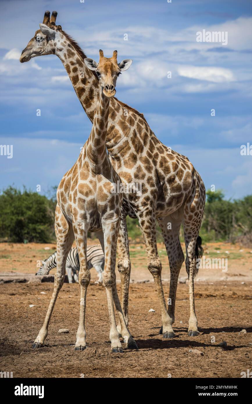 Angolan giraffes (Giraffa camelopardalis angolensis) at a waterhole, Etosha National Park, Namibia, Africa Stock Photo