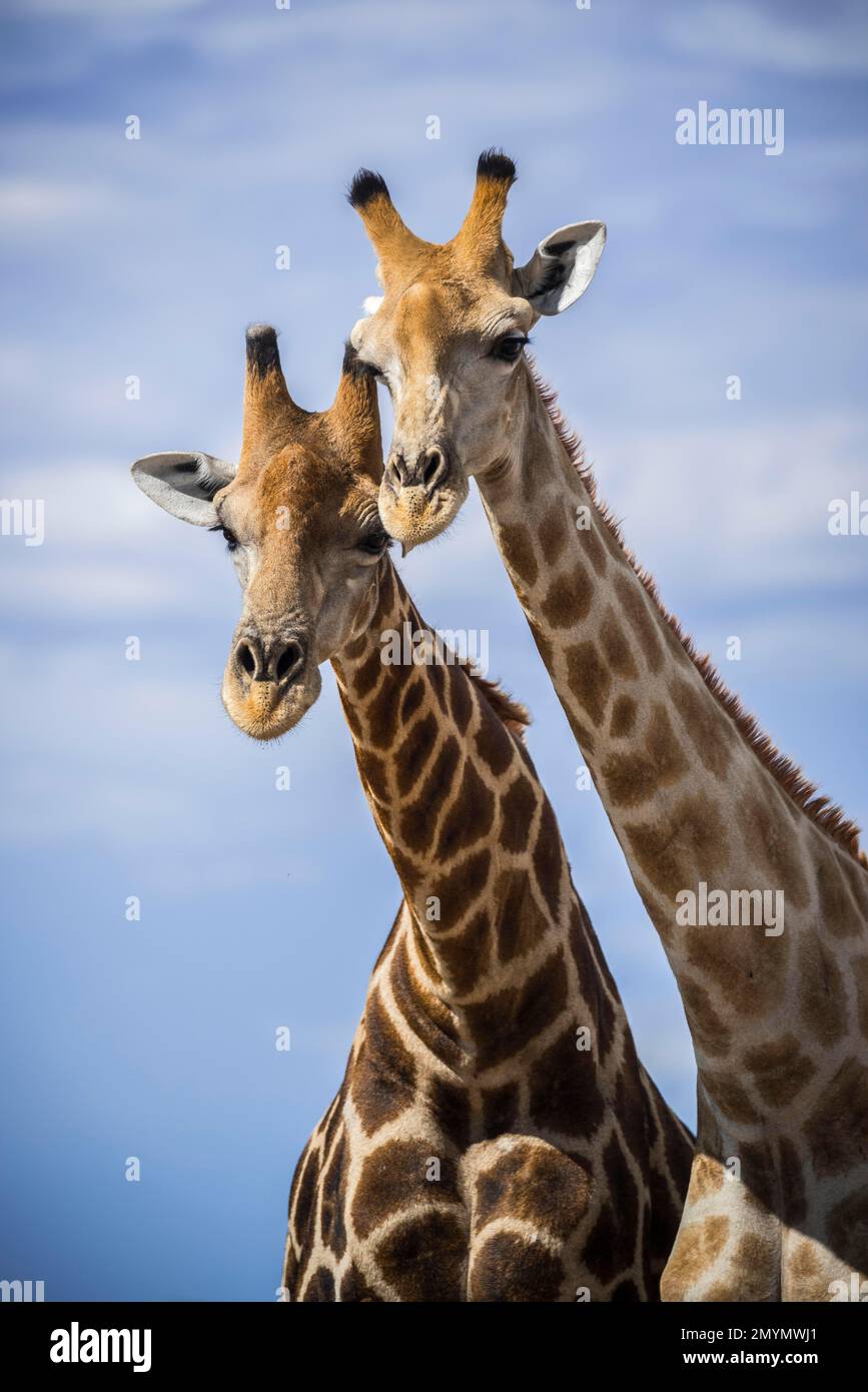 Two angolan giraffes (Giraffa camelopardalis angolensis), Etosha National Park, Namibia, Africa Stock Photo
