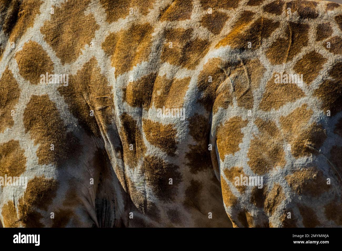 Angolan giraffe (Giraffa camelopardalis angolensis), fur markings, Etosha National Park, Namibia, Africa Stock Photo