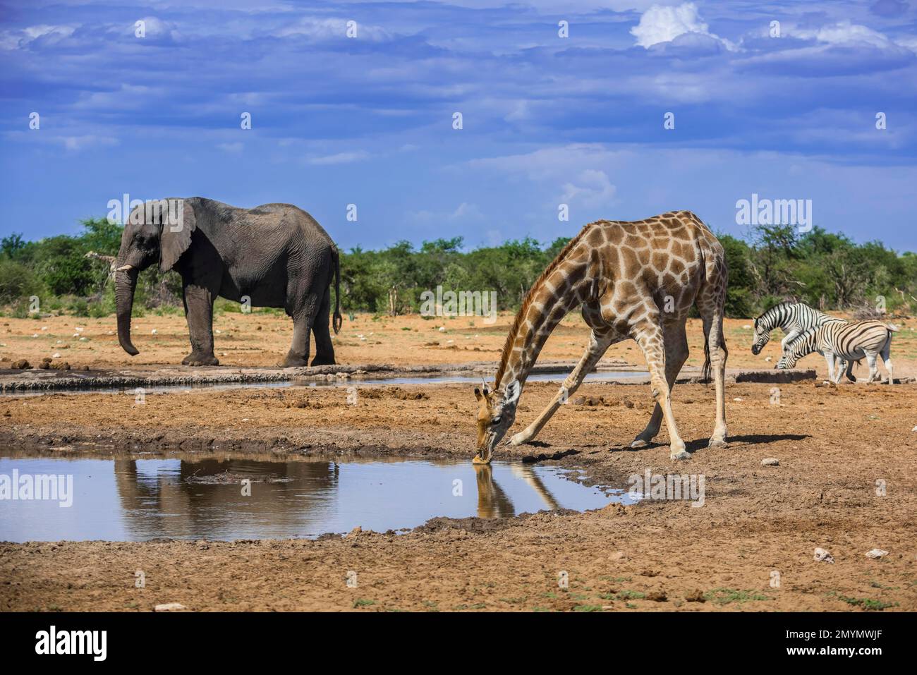 Angolan giraffe (Giraffa camelopardalis angolensis) drinking at a waterhole, Etosha National Park, Namibia, Africa Stock Photo