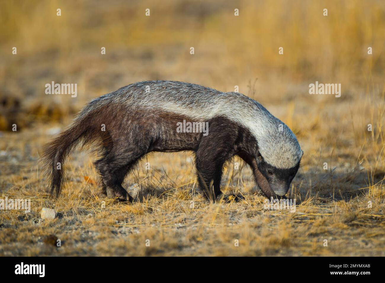 Honey badger (Mellivora capensis) in search of prey, Etosha National