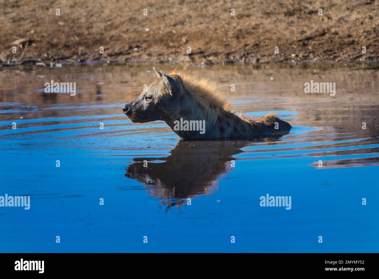 Spotted hyena (Crocuta crocuta), also known as spotted hyena, bathing