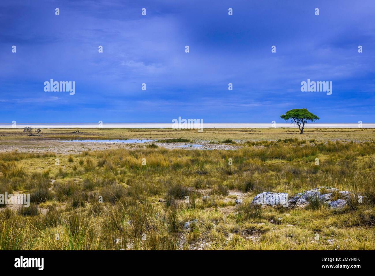 Etosha namibia salt hi-res stock photography and images - Page 2 - Alamy