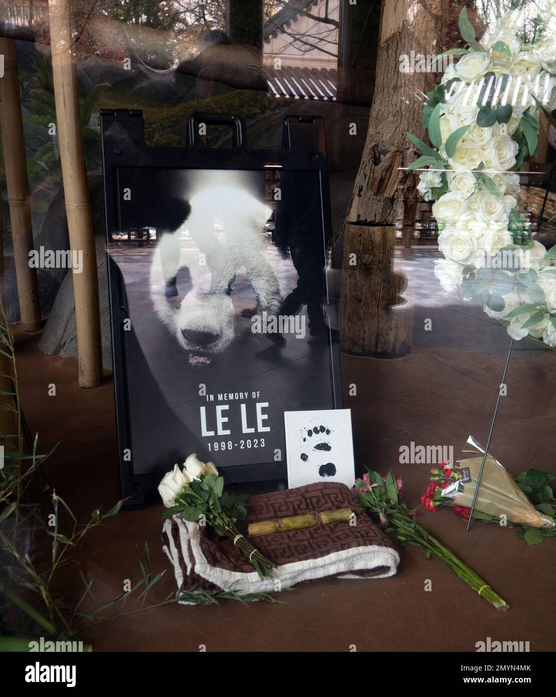 Washington, USA. 5th Feb, 2023. An image of giant panda Le Le and some