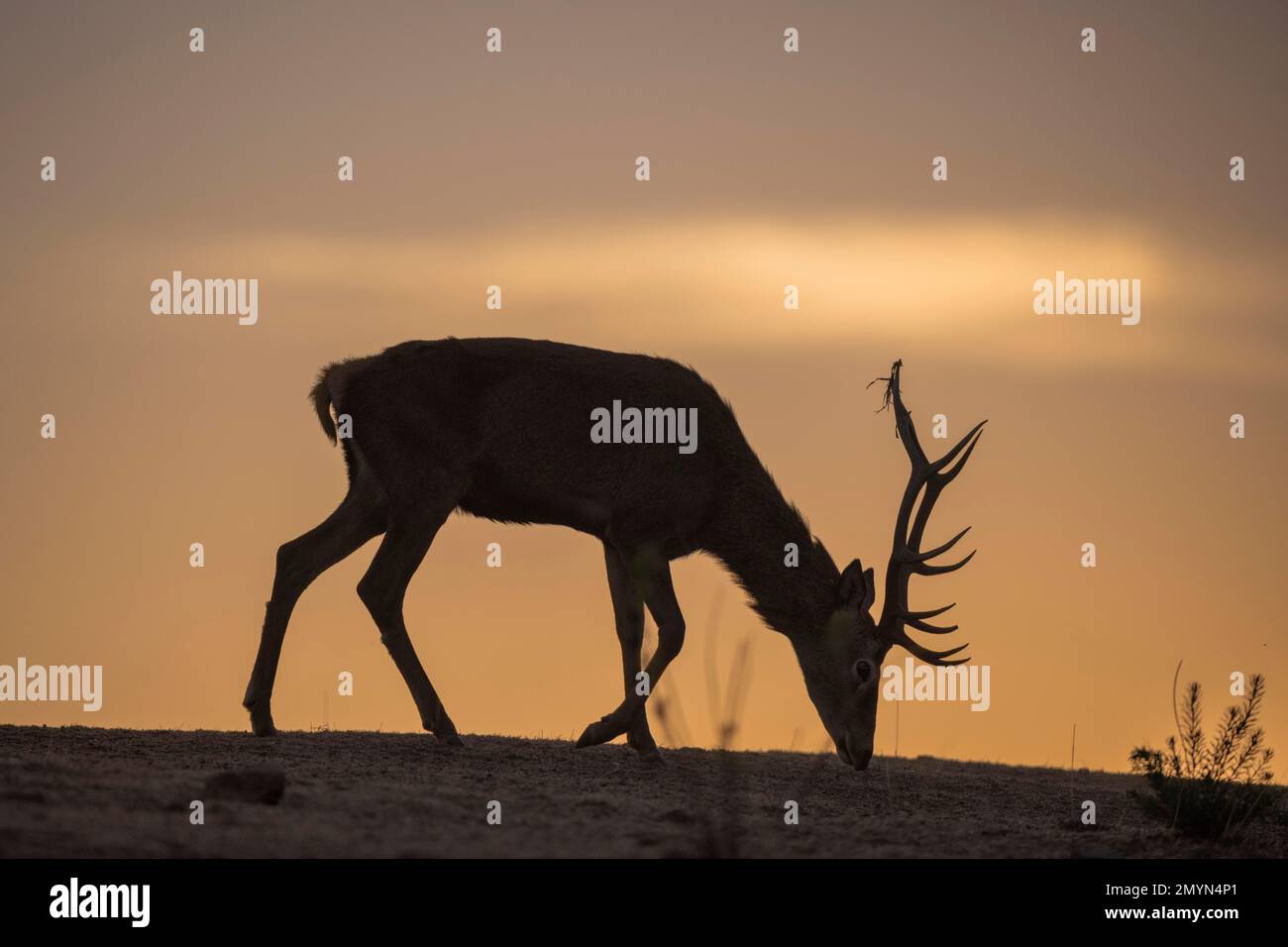 Red deer (Cervus elaphus), male, strong antlers, silhouette, Andujar, Andalusia, Spain, Europe Stock Photo