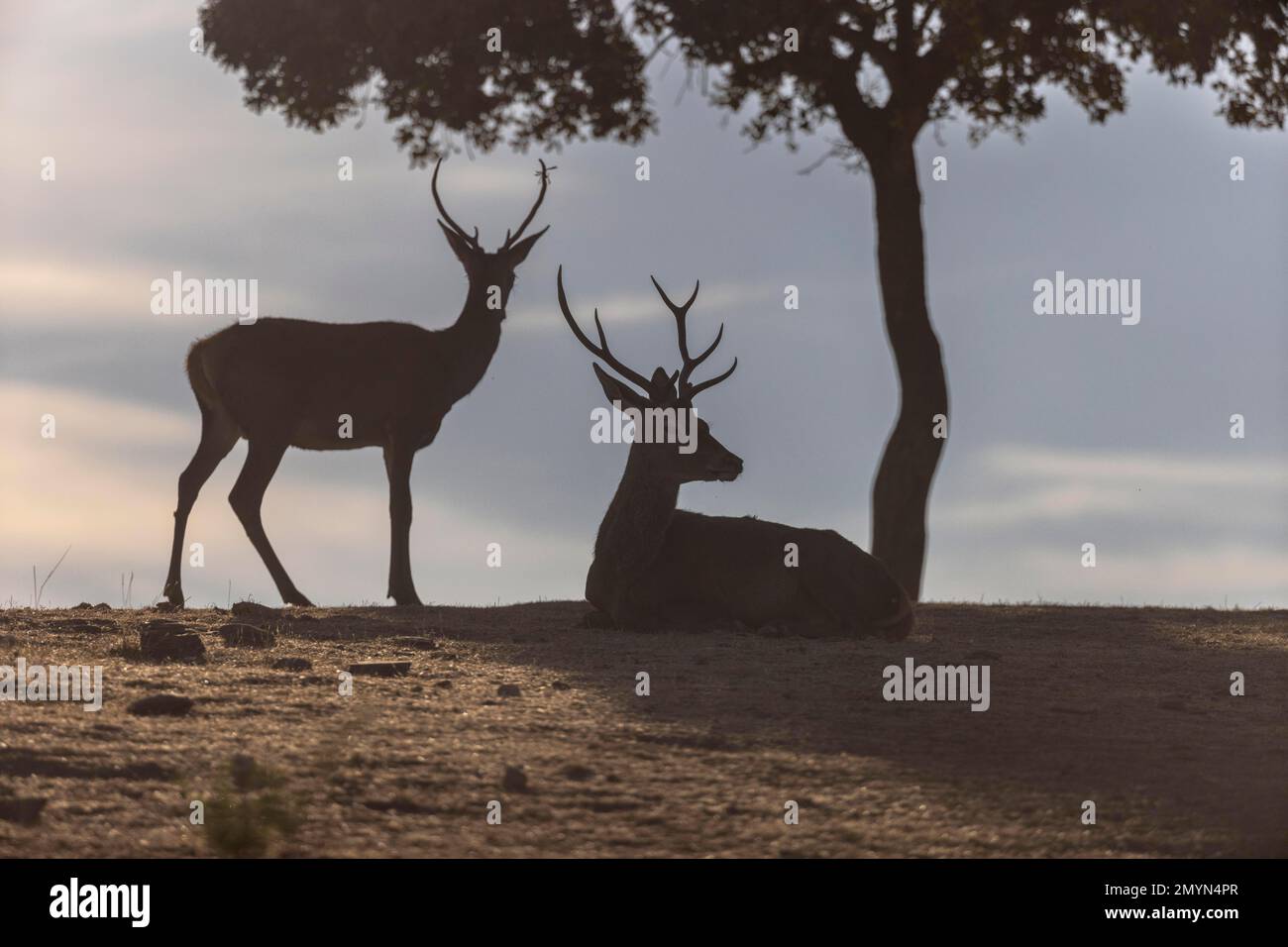 Red deer (Cervus elaphus), 2 males, backlight, under tree, Andujar, Andalucia, Spain, Europe Stock Photo