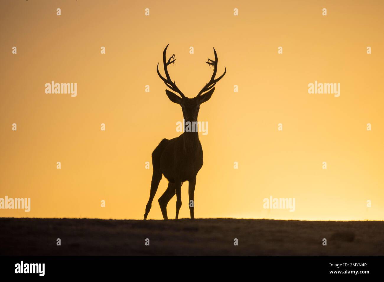 Red deer (Cervus elaphus), male, strong antlers, silhouette, Andujar, Andalusia, Spain, Europe Stock Photo