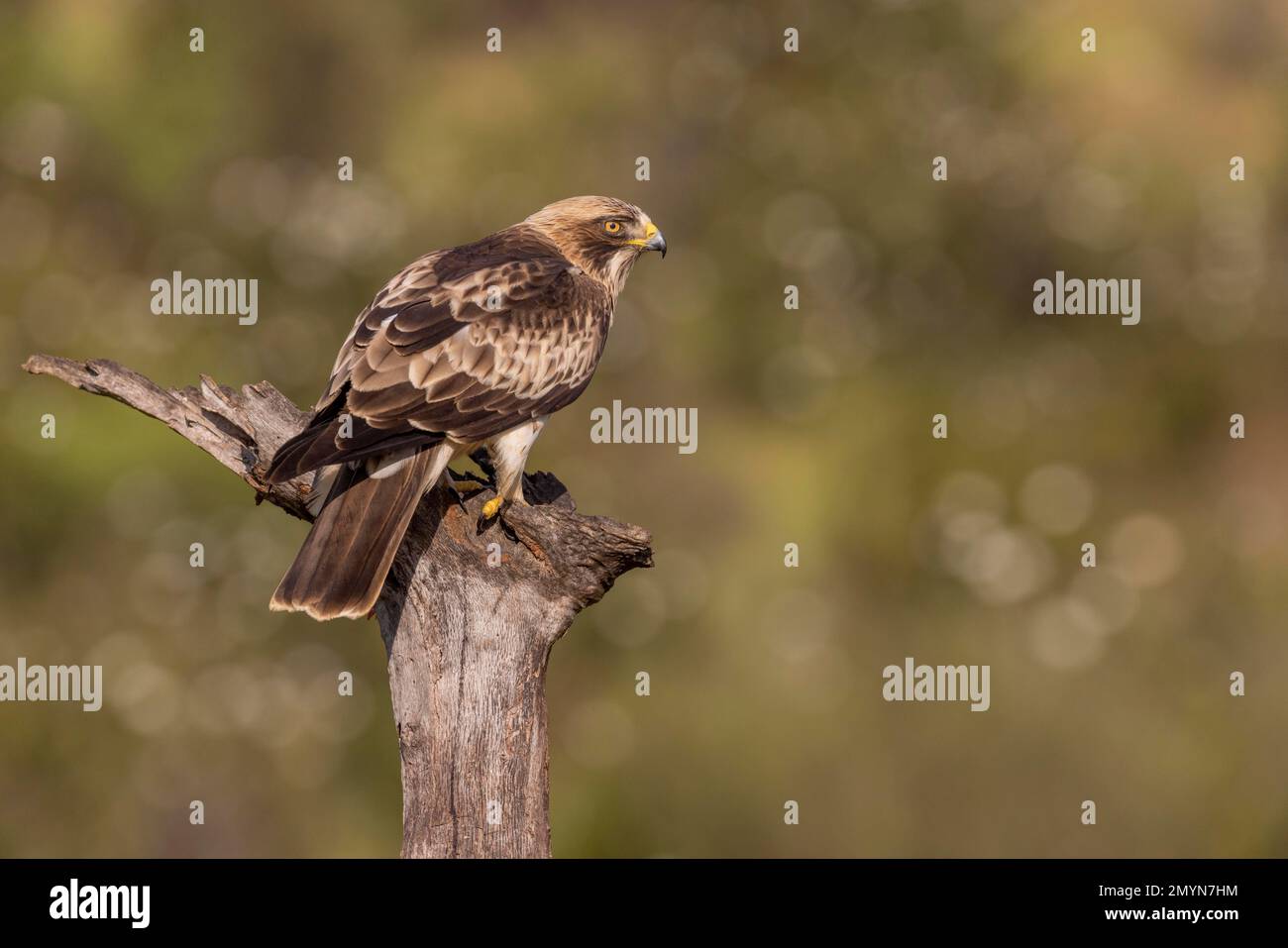 Booted eagle (Aquila pennata), light morph, Caceres province, Extremadura, Spain, Europe Stock Photo